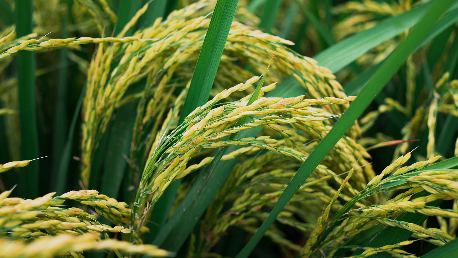 暢享中國(guó)生態(tài)農(nóng)業(yè)的繁榮與富強(qiáng)