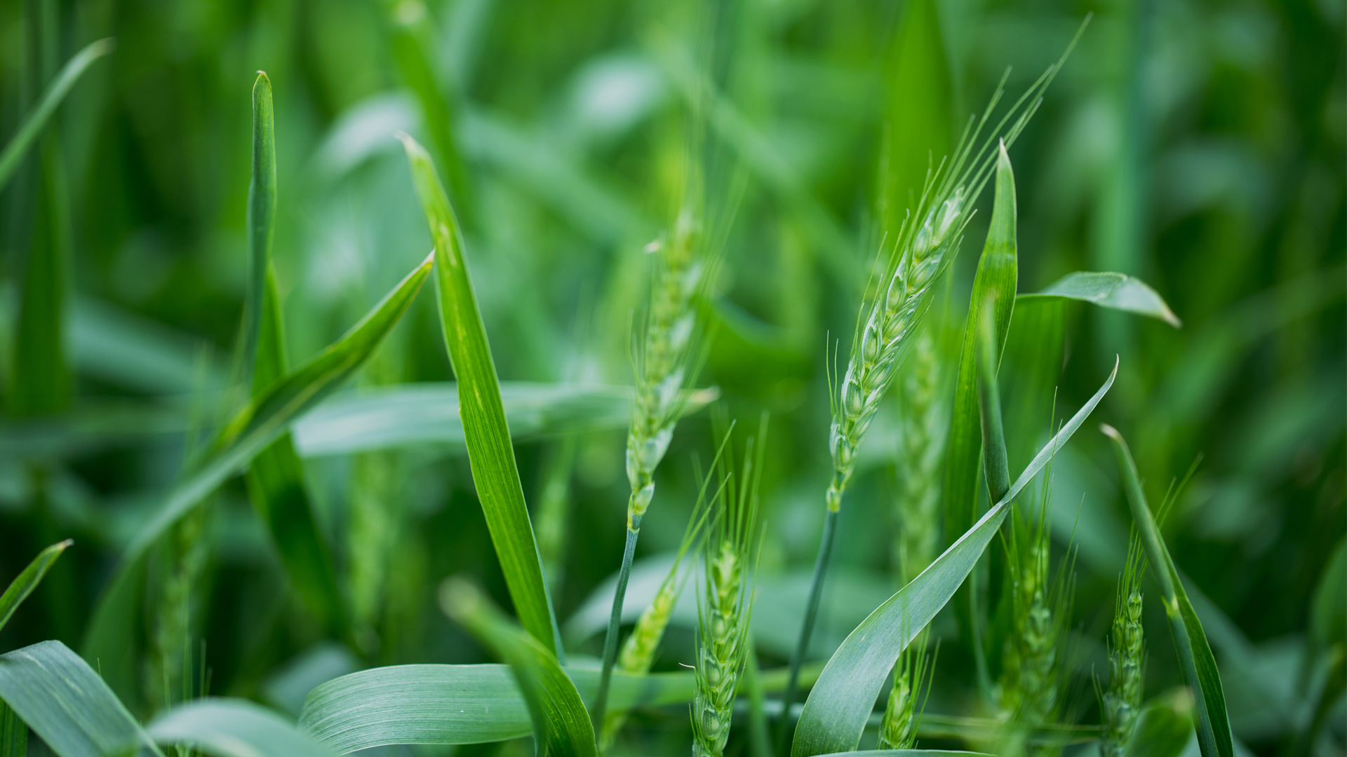 推動(dòng)新型肥料創(chuàng)新進(jìn)程